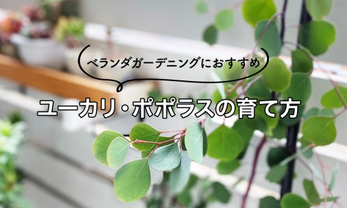 减脂肪操-减脂肪操专区_减脂肪草药图片大全专区_减脂肪草药图网